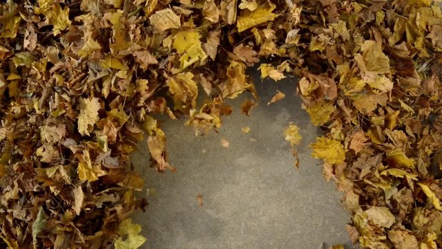 Blower clearing fallen Autumn leaves from a concrete sidewalk