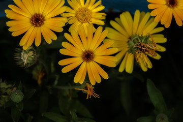 Yellow flowers on a black background. Black background with flowers. top view