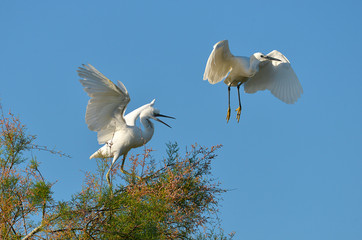 Two little egrets (Egretta garzetta) one in the tree, the other in flight, on the blue sky background, in the Camargue is a natural region located south of Arles, France