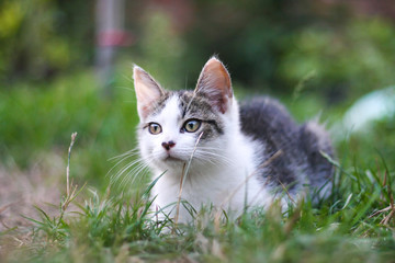 Adorable kitty lying at grass in a garden