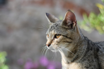 Tabby kitty portrait