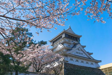 Kokura castle with sakura blooming