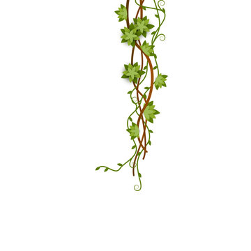 Green Jungle Vine Climbing Down With Entwined Branches With Flowers And Tendril.