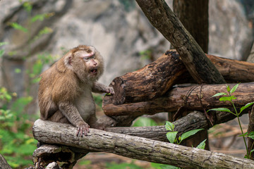 Naklejka na ściany i meble monkey in chiangmai zoo thailand