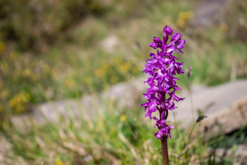 Una bellissima orchidea viola