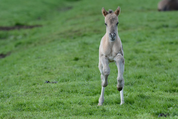 Wildpferdfohlen im Merfelder Bruch bei Dülmen