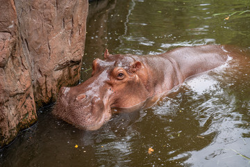 Fototapeta na wymiar hippopotamus in chiangmai zoo thailand