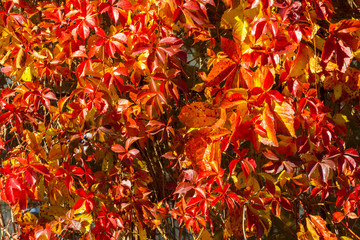 Curly ivy branches with colorful leaves, autumn background, close-up