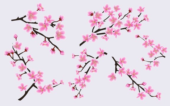 Cherry branches with blooming spring flowers set of vector illustrations isolated.
