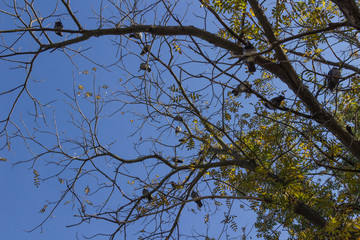 Gray pigeons on tree branches against the blue sky