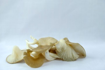 Mushrooms on  white background
