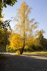 Birch with yellow leaves, blue sky, autumn sunny day