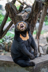  honeybear in chiangmai zoo thailand