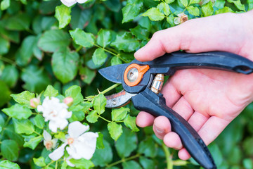 Hand holding bypass pruning secateur for cutting roses
