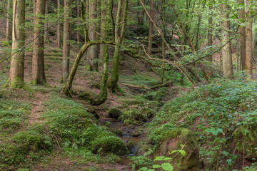 Wald