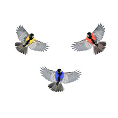 Fototapeta premium three birds multi-colored Tits with large wings fly on white isolated background