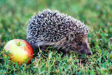 Prickly hedgehog on a green grass near the apple
