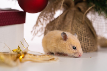White rat crawls in the New Year decorations, Christmas trees toys, balls. Symbol of the new 2020 and 2032.