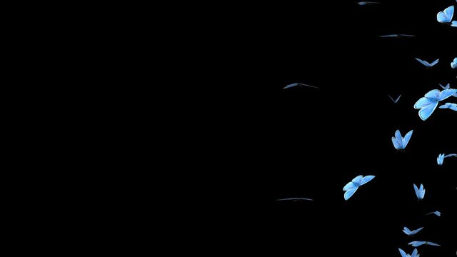 Swarm of Blue Adonis butterflies flying over screen for intro, transition, revealer, logo, title, overlay and background. Realistic cinematic 3D animation with alpha channel transparency. 