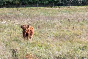 Animal or wildlife concept. View of the beautiful brown hairy Highland cattle cow standing in the grass