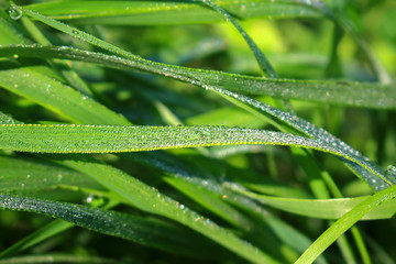 Morning grass in the dew, view from above