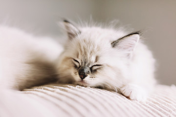 Ragdoll cat, small kitten sleep at home. © Photocreo Bednarek