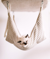 Ragdoll cat, small kitten sleep in hammock