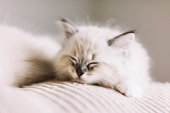 Ragdoll cat, small kitten sleep at home.
