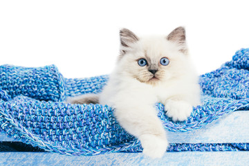 Ragdoll cat, small kitten portrait on blue blanket. White background © Photocreo Bednarek