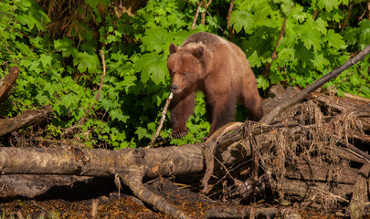 Grizzly Bear in British Columbia Great Bear Rainforest
