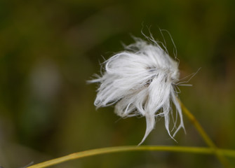 White flower at the mountain.
