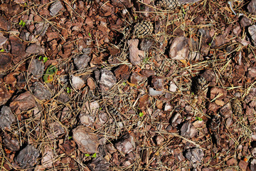 background the land in a pine forest in early spring