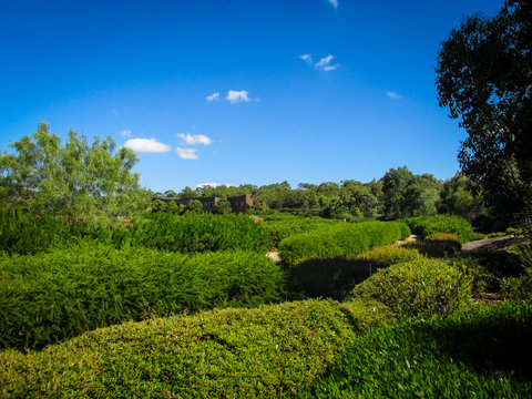Vibrant colored shrubs at Cranbourne Botanic Gardens against afternoon blue sky of Australian summer