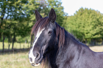 beautiful dark horse head portrait on the paddock