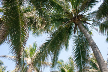 Textures of palm trees on the beach