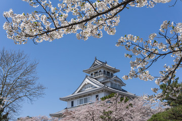 Nagahama castle with sakura blooming season
