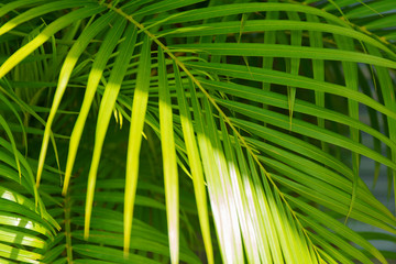 Tropical green palm closeup leaves background.