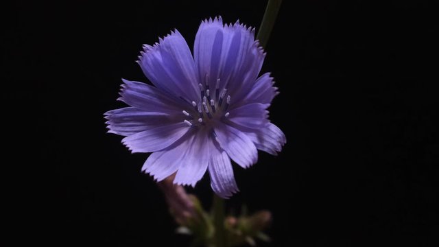 Timelapse of blue chicory flower blooming on black background