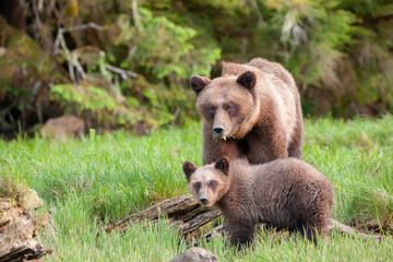 Grizzly Bear in British Columbia Great Bear Rainforest