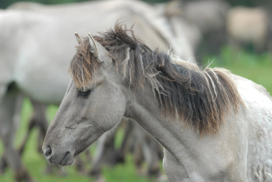 Portrait eines Wildpferdes Im Merfelder Bruche