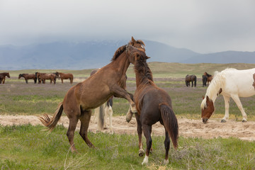 Fototapeta na wymiar Wild Horses Sparring in the Utah Desert
