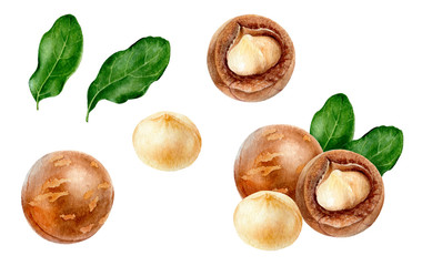 Macadamia set watercolor isolated on white background