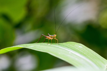 grasshopper on leaf