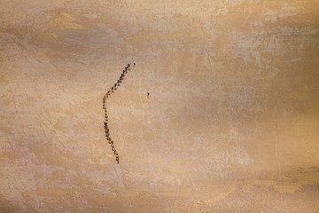 Luftbildaufnahme einer Handelskarawane in der Somalischen Wüste