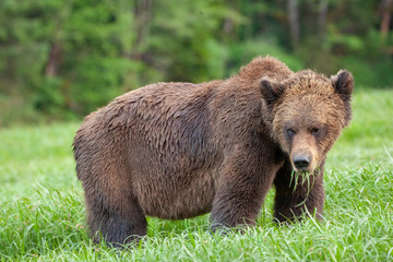 Grizzly Bear in British Columbia Great Bear Rainforest