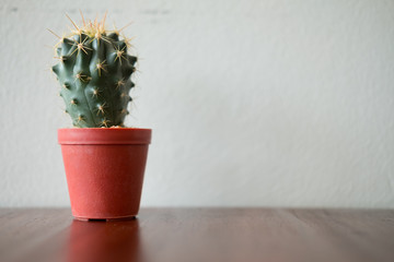 Cute mini cactus in pot on table