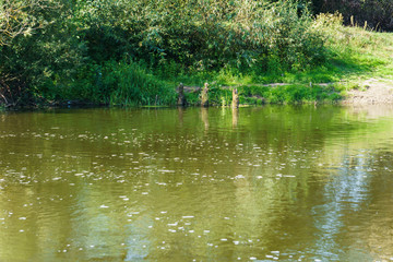View of the river, surrounded by greenery, reflected in the water.