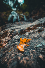 autumn leaves. Autumn background.