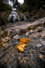 autumn leaves. Autumn outdoor background
