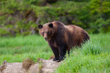 Grizzly Bear in British Columbia Great Bear Rainforest